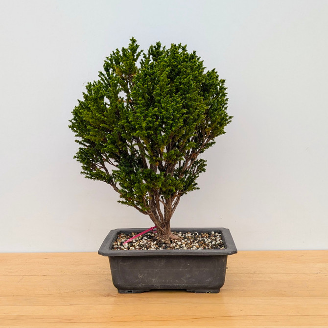 Japanese  Cedar in a Plastic Grow Pot (No. 17677) 