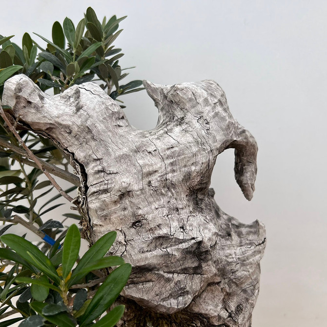 Old Collected and carved Olive In an Unglazed Yixing Ceramic Pot (No. 7485)