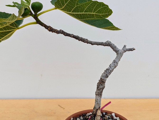 Pre-Bonsai Fruiting Fig in a Grow Pot (No. 18207)