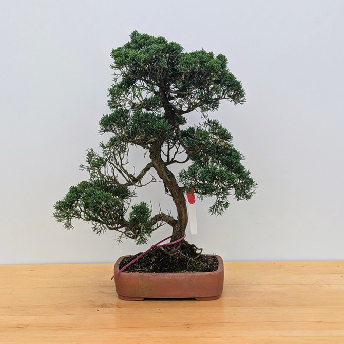 Old Shimpaku Juniper In an Unglazed Ceramic Pot (No. 12536)