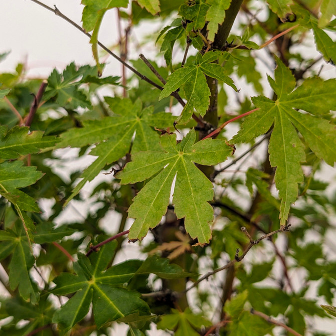 Japanese Maple forest In a Glazed Japanese Pot (No. 18524)