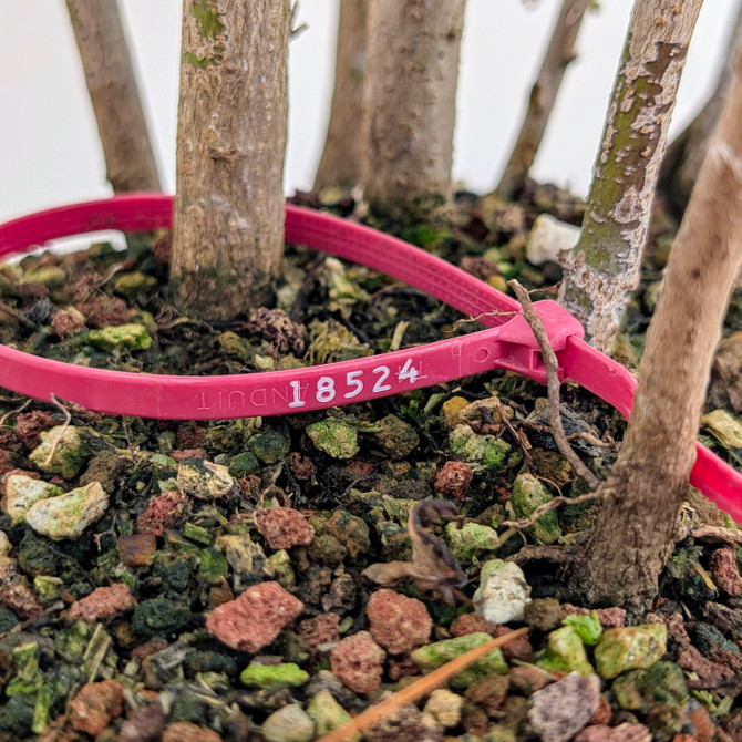Japanese Maple forest In a Glazed Japanese Pot (No. 18524)