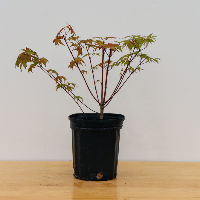 Pre-Bonsai Japanese Maple 'Deshojo' in a Plastic Grow Pot (No. 17470)