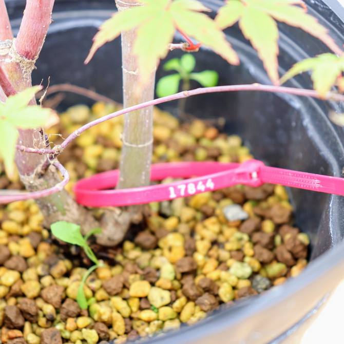 Pre-Bonsai Japanese Maple 'Deshojo' in a Plastic Grow Pot (No. 17844)