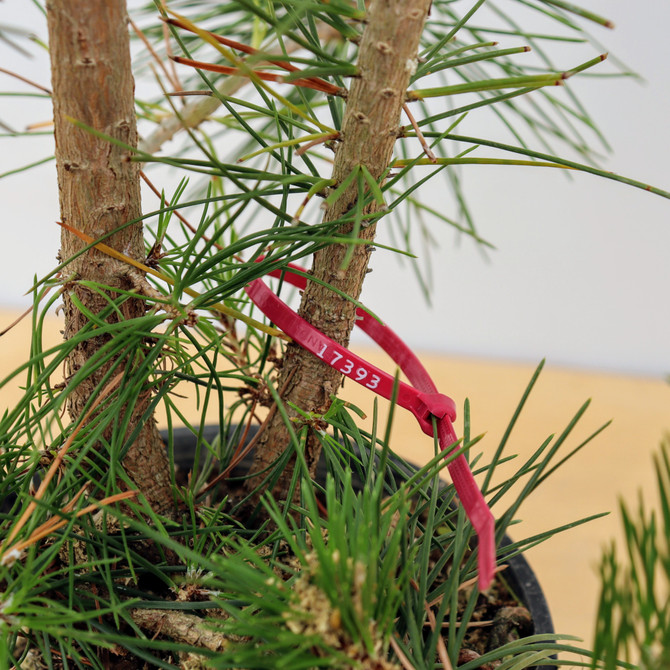 Clump Style Japanese Black Seedling Cuttings from Comstock (No. 17393)