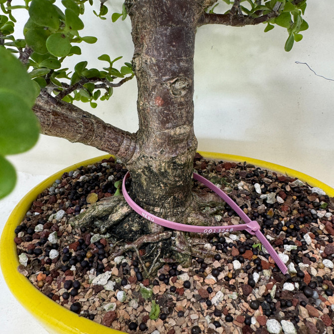 Large Dwarf Jade 'Portulacaria afra' in a Ceramic Pot (No. 13248)