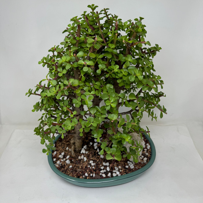 3 Tree Grove Dwarf Jade 'Portulacaria afra' in a Glazed Ceramic Pot (No. 16078)