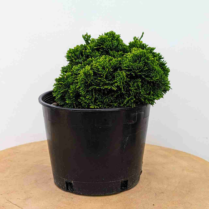 Dwarf Hinoki Cypress 'nana'