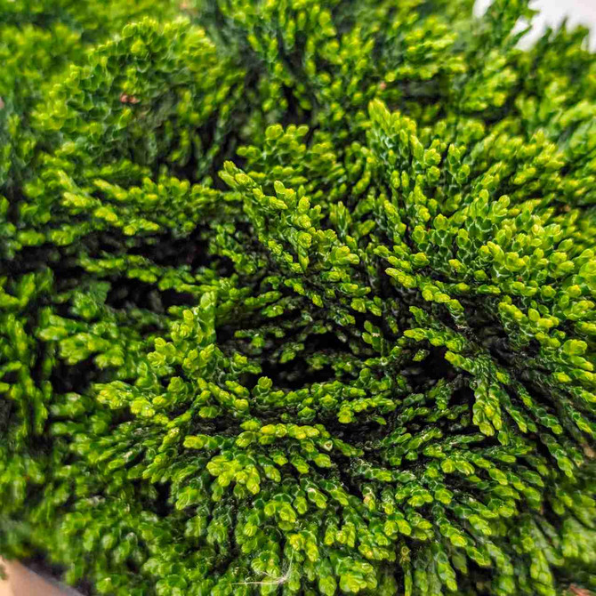Dwarf Hinoki Cypress 'nana'