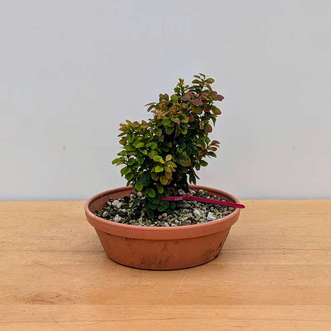 Dwarf Bagatelle Barberry in a Grow Pot (No. 15233)