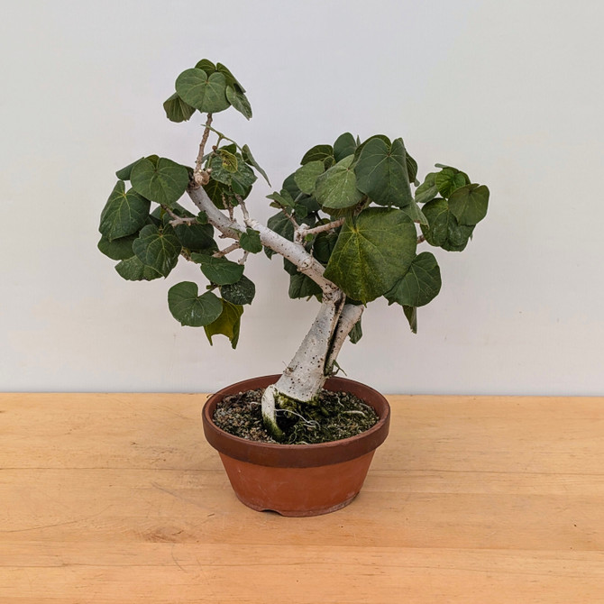 Sea Hibiscus in a Tokoname Grow Pot (No. 9310)