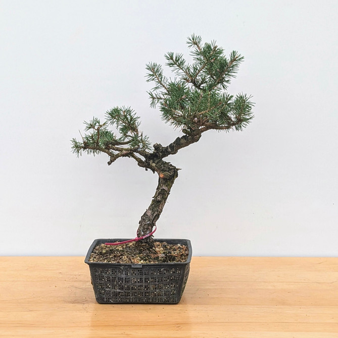 Seed Grown Scots Pine in an Grow Pot (No. 17491)