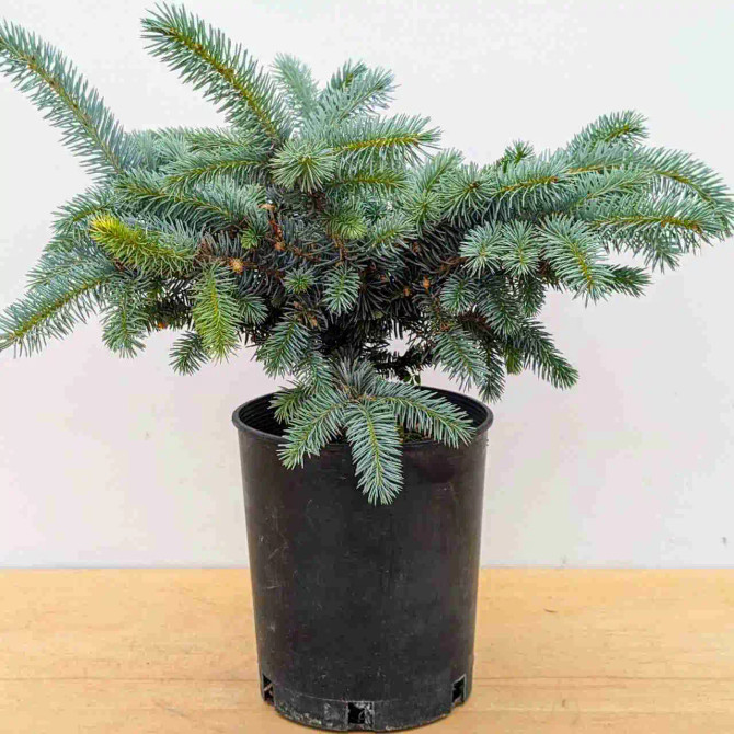 Pre-Bonsai Dwarf Colorado Spruce