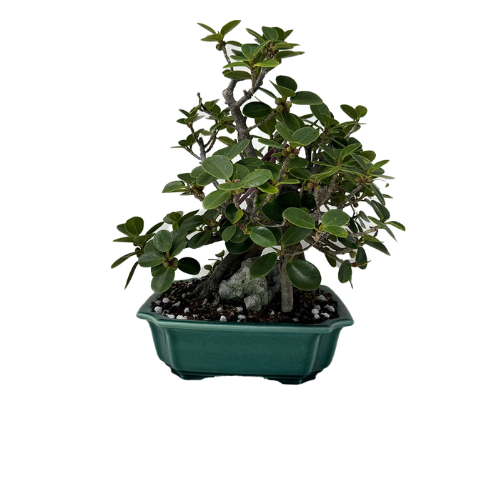 Tons of Roots Green Island Ficus in a Glazed Yixing Ceramic Pot No. 12856