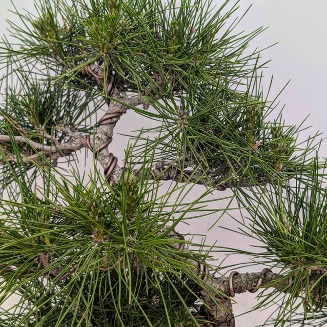 Exposed Root Japanese Black Pine In a Ceramic Pot (No. 18158)