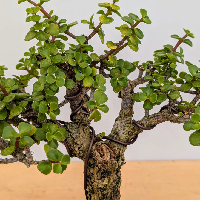 Rough Bark Dwarf Jade 'Portulacara afra' in a Japanese Planter (No. 16090)