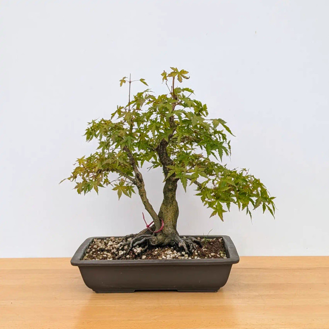 Twin Trunk Japanese Maple in an Unglazed Ceramic Pot