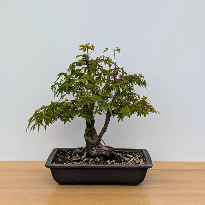Twin Trunk Japanese Maple in an Unglazed Ceramic Pot (No. 15662)