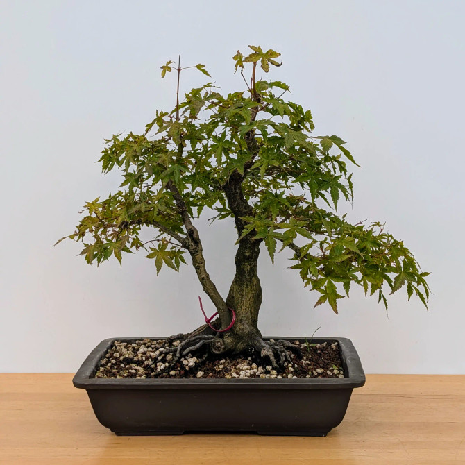 Twin Trunk Japanese Maple in an Unglazed Ceramic Pot (No. 15662)