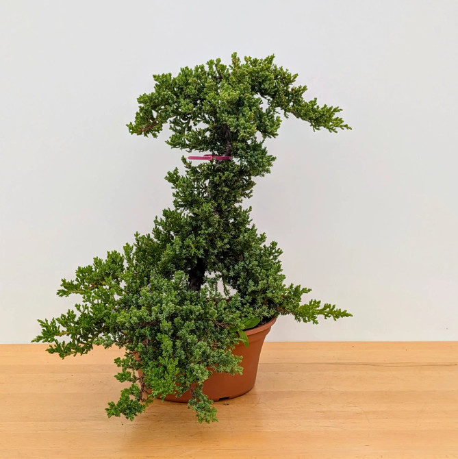 Japanese Juniper in a Training Pot (No. 16997)