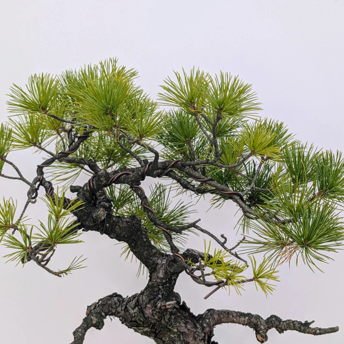 White Pine from a Seedling in an Unglazed Ceramic Pot (No. 15642)