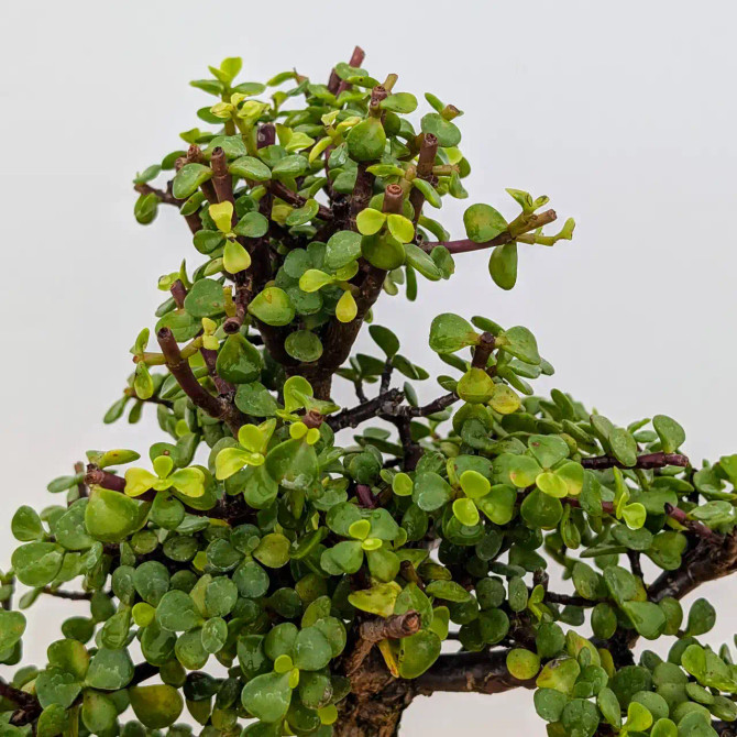 Rough Bark Mini Jade in Glazed Yixing Pot (No. 16995)