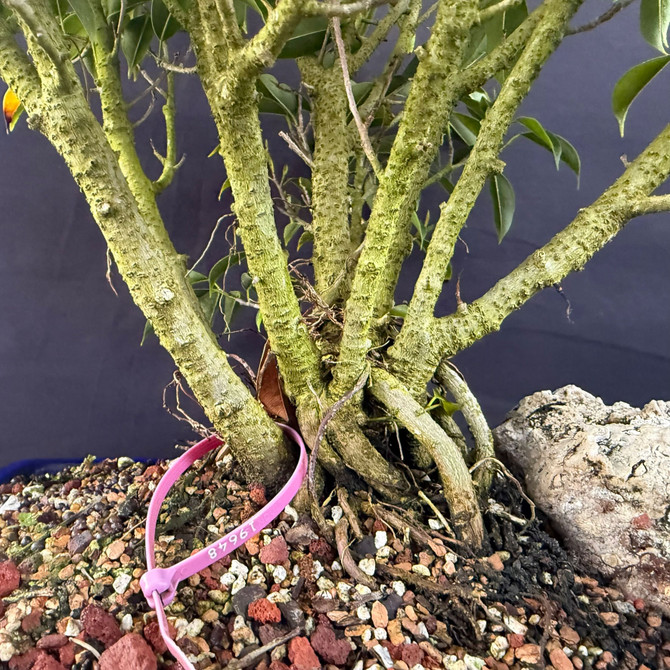 One-of-a-Kind Oriental Ficus Bonsai (Ficus benjamina ‘Orientalis’) – Multi-Trunk in Glazed Japanese Pot