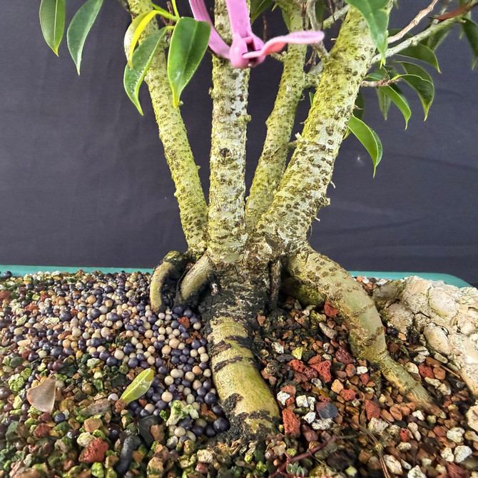 One-of-a-Kind Oriental Ficus Bonsai (Ficus benjamina ‘Orientalis’) – Clum-Style in Glazed Japanese Pot