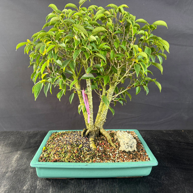 One-of-a-Kind Oriental Ficus Bonsai (Ficus benjamina ‘Orientalis’) – Clum-Style in Glazed Japanese Pot
