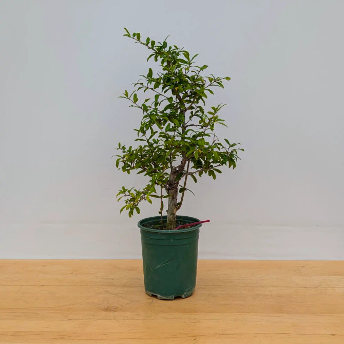 Pre-Bonsai Pomegranate Tree