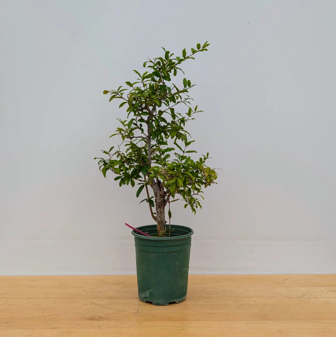 Pre-Bonsai Pomegranate Tree in a Plastic Grow Pot (No. 18238)