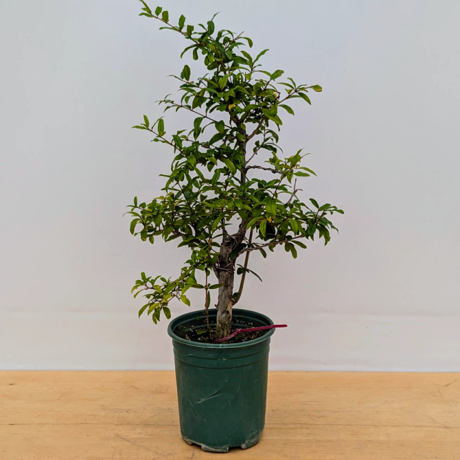 Pre-Bonsai Pomegranate Tree in a Plastic Grow Pot (No. 18238)