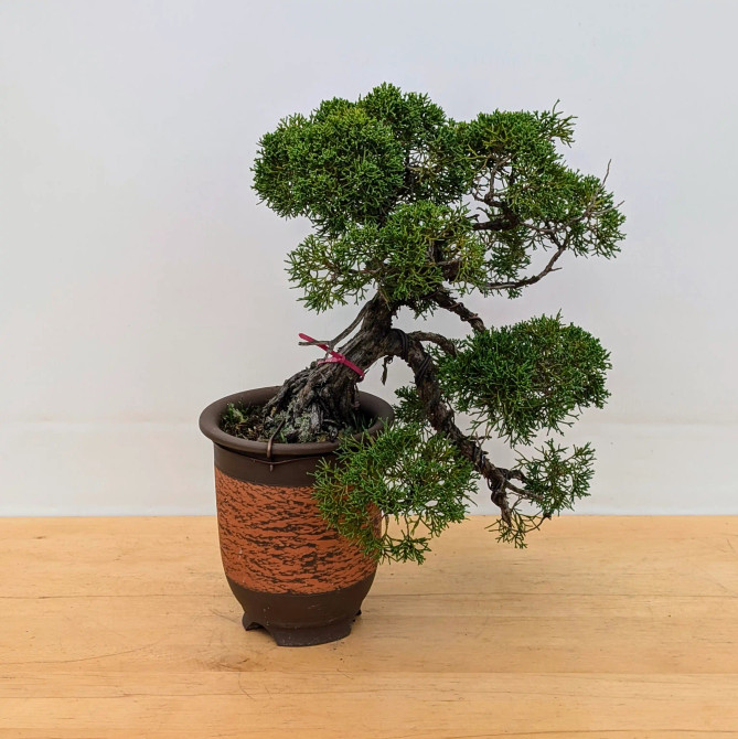 Cascade Juniper 'procumbens nana' in a Ceramic Pot (No. 15470)