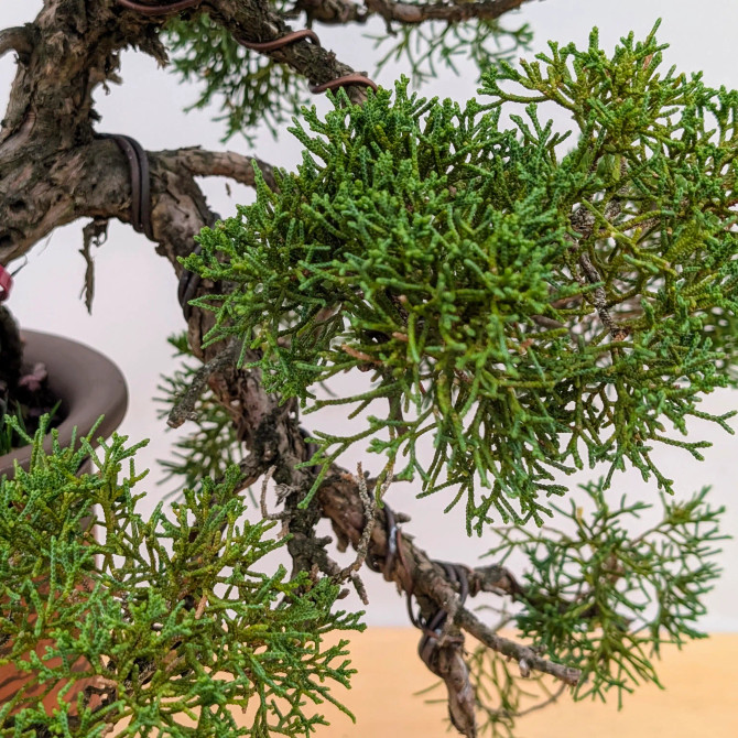 Cascade Juniper 'procumbens nana' in a Ceramic Pot (No. 15470)