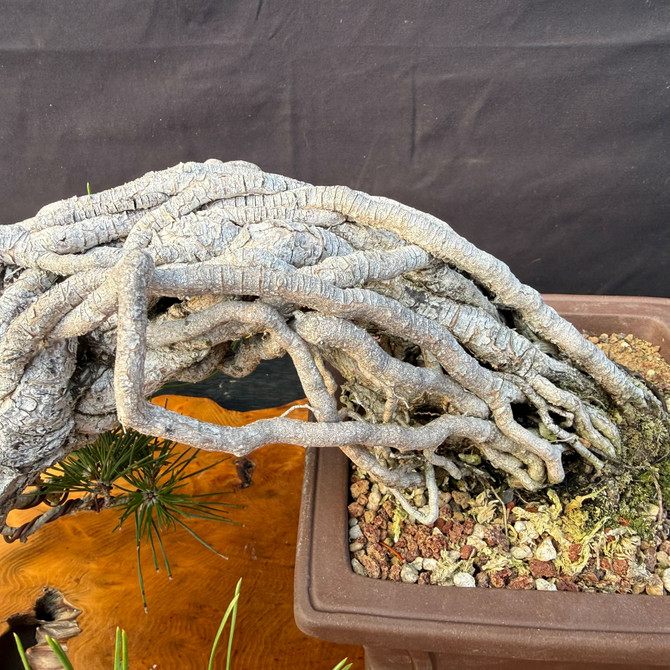 Exposed Root Seed-Grown Japanese Black Pine Bonsai (One-Of-A-Kind) – Rare Rootwork Showpiece in Yixing Pot