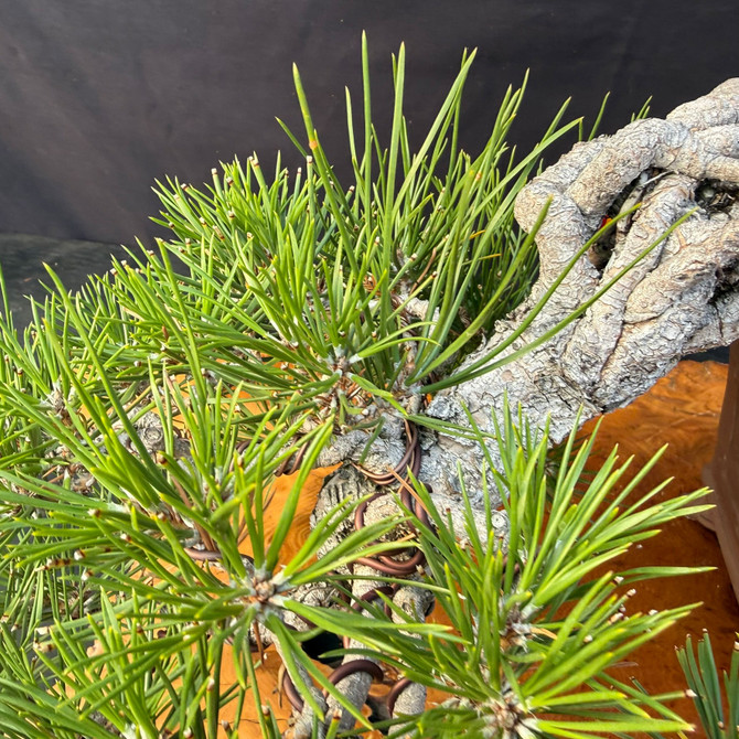Exposed Root Seed-Grown Japanese Black Pine Bonsai (One-Of-A-Kind) – Rare Rootwork Showpiece in Yixing Pot