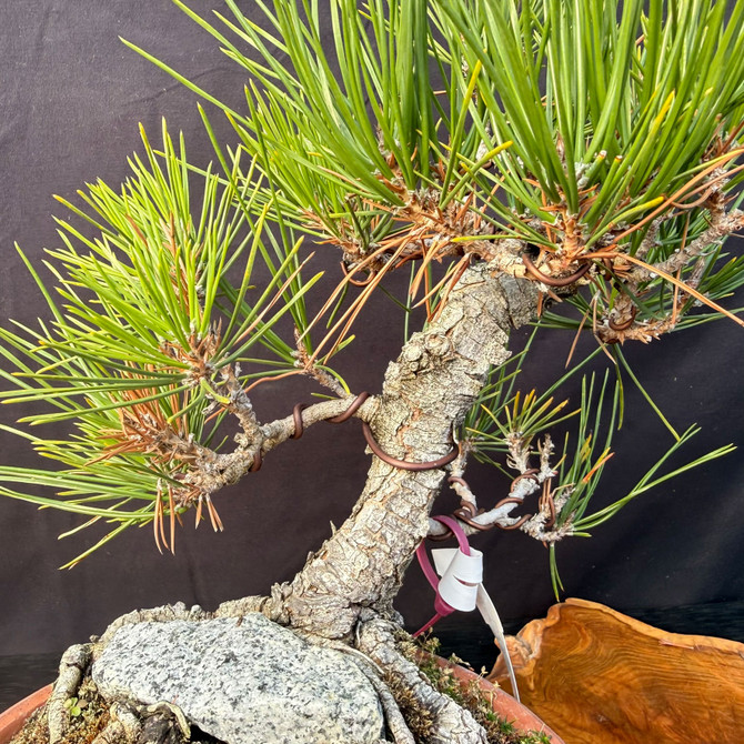 Root-Over-Rock Gerald Rainville, SEED GROWN, Japanese Black Pine in a Tokoname Grow Pot