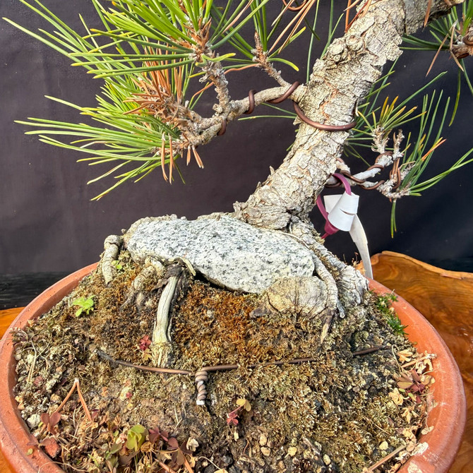 Root-Over-Rock Gerald Rainville, SEED GROWN, Japanese Black Pine in a Tokoname Grow Pot