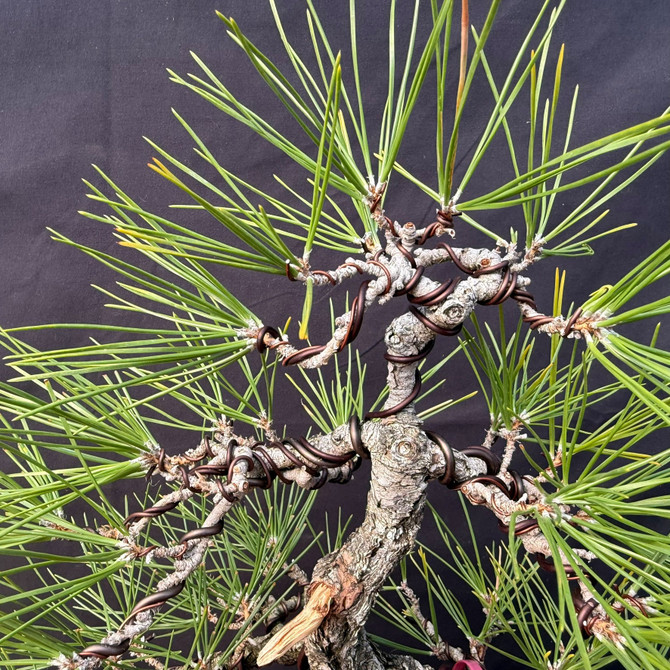 35+ Year Seed-Grown Japanese Black Pine Pre-Bonsai – Gerald Rainville Collection