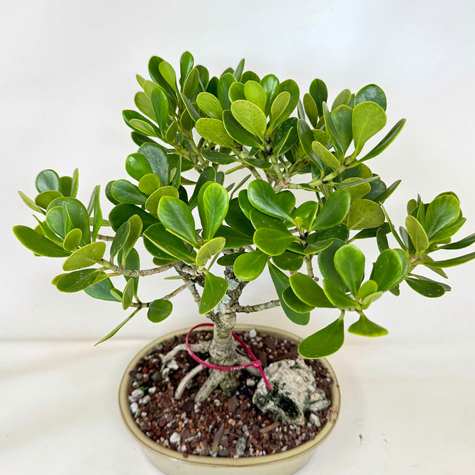 Flowering Tropical Dwarf Apple Bonsai Tree (clusia rosea). (TWEB19822) 