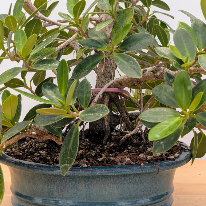 Green Island Ficus in a Glazed Ceramic Pot (No. 11521)