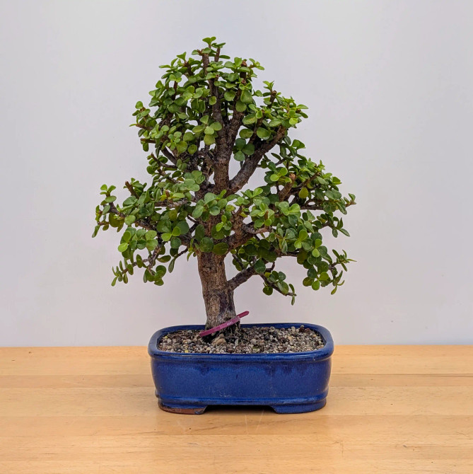 Dwarf Jade 'Portulacaria afra' in a Glazed Ceramic Pot (No. 16825)