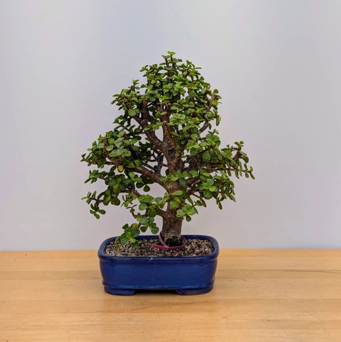 Dwarf Jade 'Portulacaria afra' in a Glazed Ceramic Pot (No. 16825)
