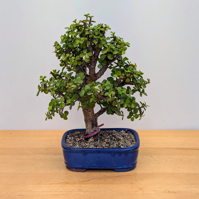 Dwarf Jade 'Portulacaria afra' in a Glazed Ceramic Pot (No. 16825)