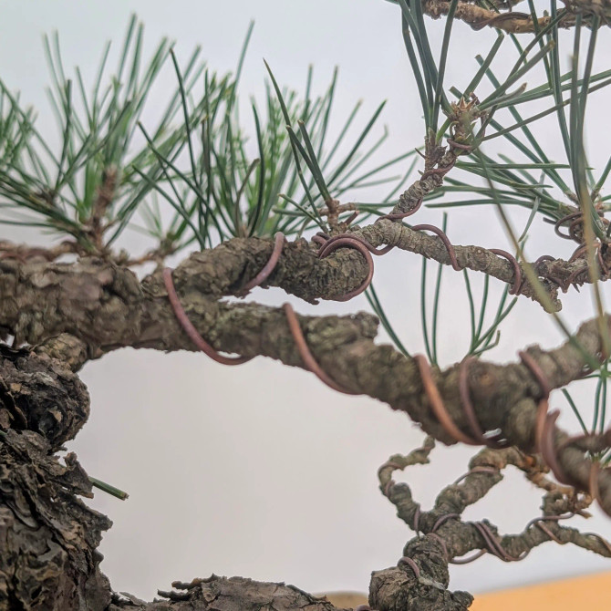 Recently Styled Japanese Black Pine in an Unglazed Pot (No. 17714)