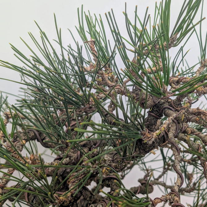 Recently Styled Japanese Black Pine in an Unglazed Pot (No. 17714)