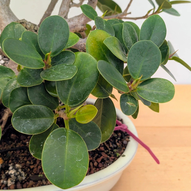 Green Island Ficus in a Cream Glazed Ceramic Pot (No. 19781)