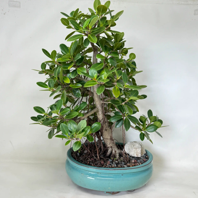 Green Island Ficus in a Glazed Ceramic Pot (No. 19835)