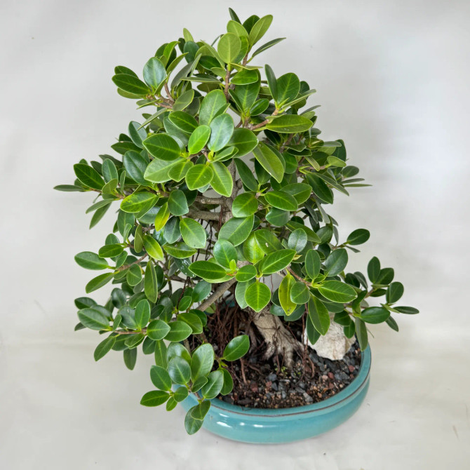Green Island Ficus in a Glazed Ceramic Pot (No. 19835)