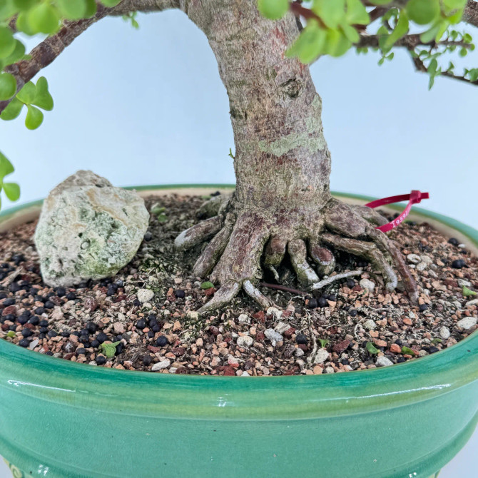 Dwarf Jade 'Portulacaria afra' in a Yixing Pot (No. 19591)